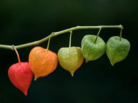 Chinese Lantern Information How To Care For A Chinese Lantern