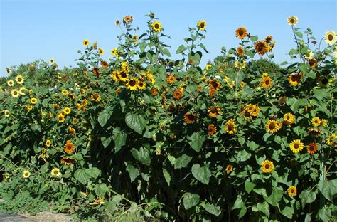 Sunflowers, the late summer feast