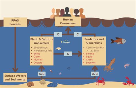 Conceptual Model For Pfas Exposure To Humans Via The Consumption Of