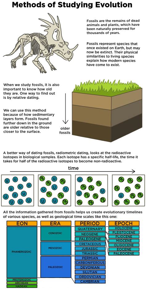 Approaches to Studying Evolution — Methods & Examples - Expii