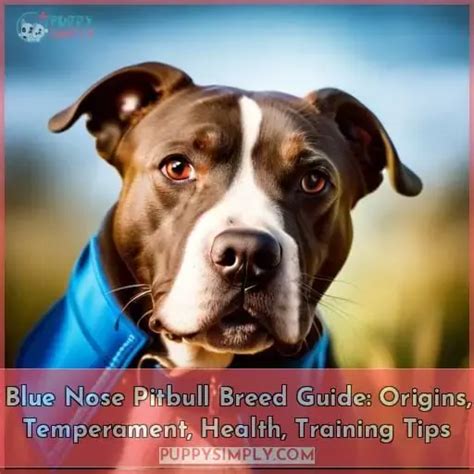 Blue Nose Pitbull Breed Guide: Origins, Temperament, Health, Training Tips