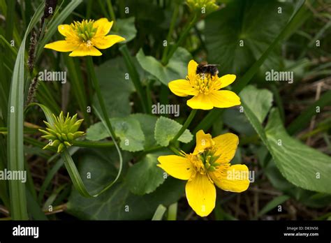 Marsh Marigold Caltha Palustris Stock Photo Alamy