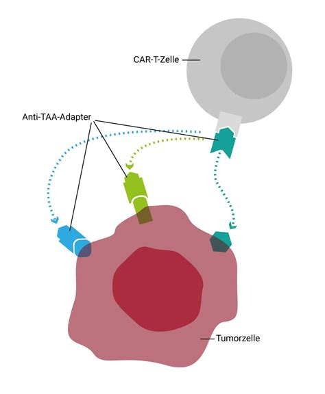 Forscher Arbeiten An N Chster Generation Der Car T Zelltherapie