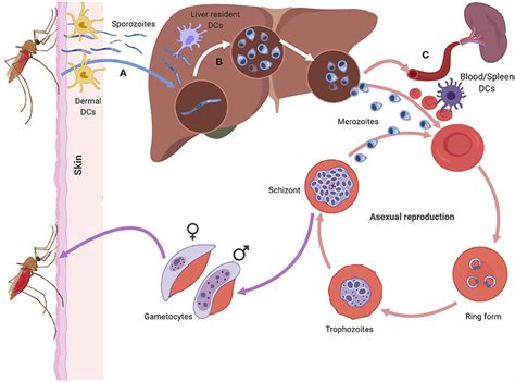 Tetanus Bacteria Life Cycle