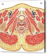 Muscles Of Pelvis Floor Cross Section Wood Print By Asklepios Medical Atlas