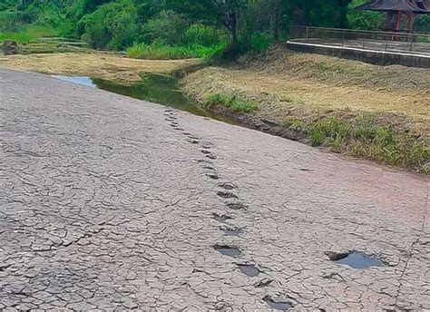 Pegadas De Dinossauros A Descoberta De Um Engenheiro Do DNOCS Que