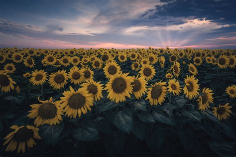 Download Yellow Flower Sunset Summer Nature Sunflower Hd Wallpaper