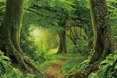 A Path In The Middle Of A Lush Green Forest