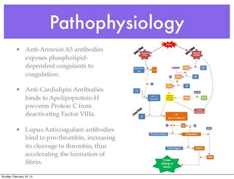 Antiphospholid Syndrome Clinical