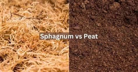 Peat Moss Vs Sphagnum Moss Best Use Cases Herbvity