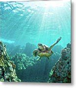 Sea Turtle Coral Reef Photograph By M M Sweet Fine Art America