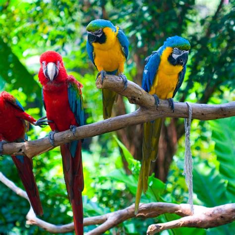 Many Colorful Parrots On A Tree Branch