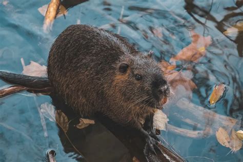 Do Beavers Make Good Pets?