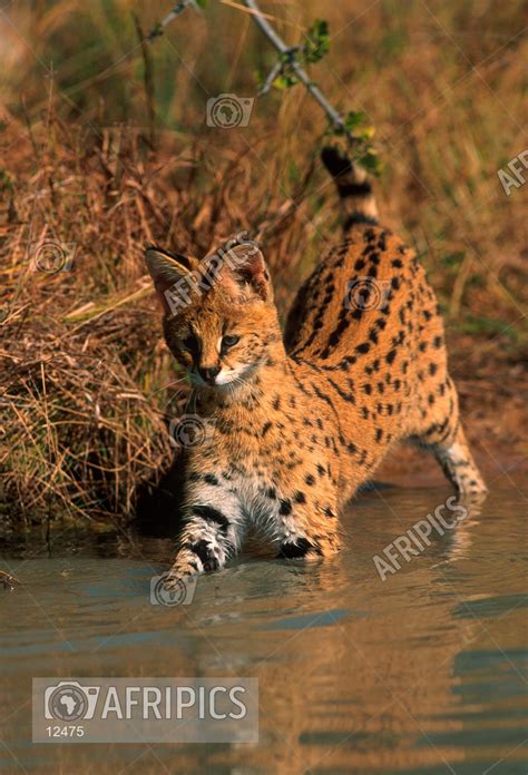 AFRIPICS - Serval hunting in water