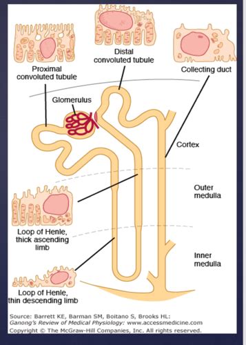 002 Glomerular Filtration Flashcards Quizlet