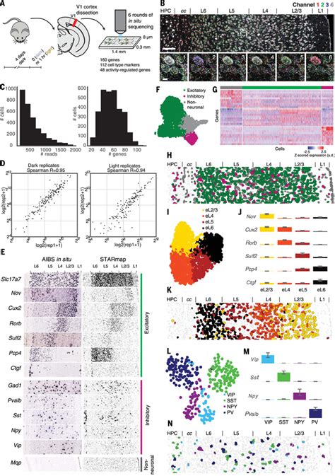 Three Dimensional Intact Tissue Sequencing Of Single Cell Transcriptional States Abstract