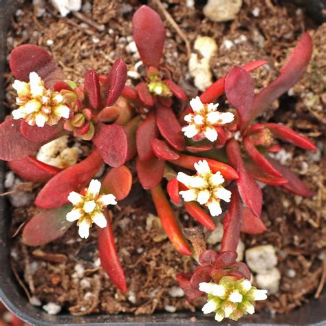 Crassula Pubescens Ssp Radicans Small Red Stonecrop Mcg™