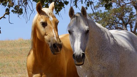 Keeping the Western Lifestyle Alive : Vintage Cowboy Winery | SLO Horse ...