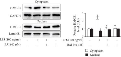 BAI Significantly Increased SIRT1 Expression And Decreased HMGB1