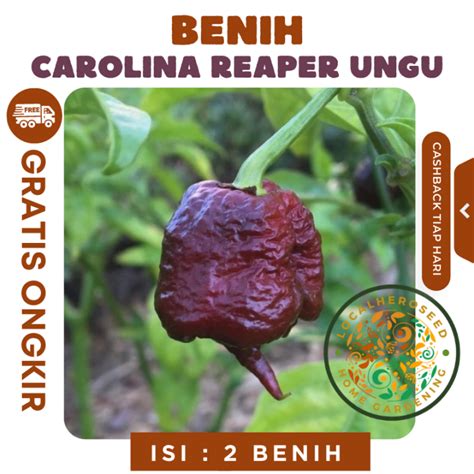 Benih Cabe Carolina Reaper Ungu Super Benih Sayuran Cabai Purple