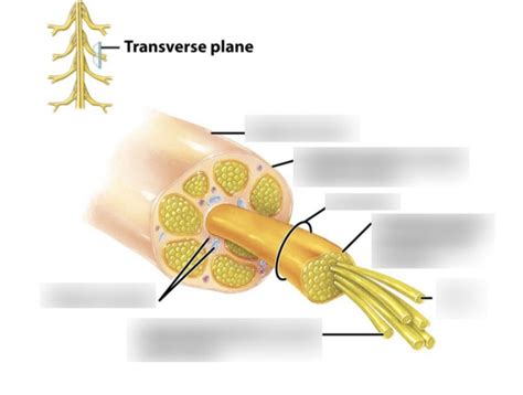 Peripheral Nervous System Structures Diagram Quizlet