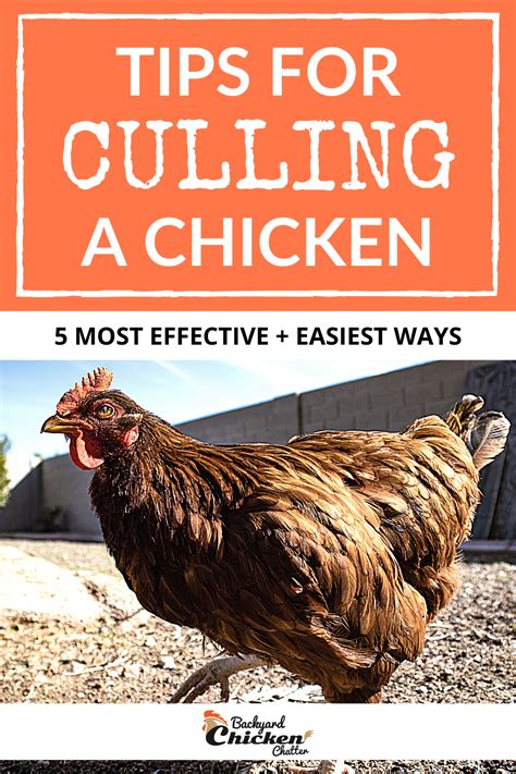 How To Cull A Chicken Most Effective Ways Chickens Backyard