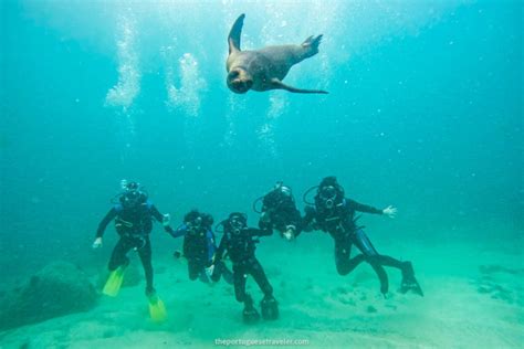 24 Best Dive Sites in The Galapagos: Scuba Diving Guide (2025)