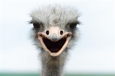 Funny Ostrich Face