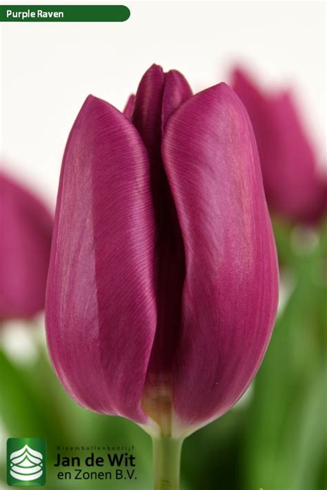 Purple Raven ® | Tulip | Jan de Wit en Zonen B.V.