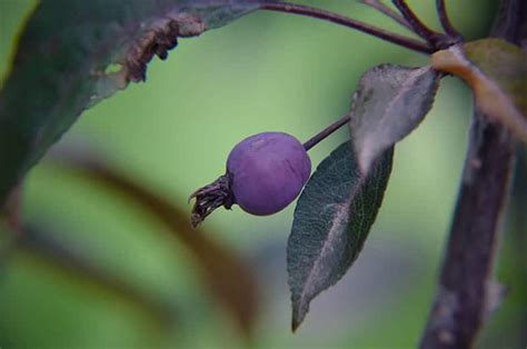 Crabapple Trees for Sale - Trees.com