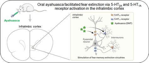 Ayahuasca‐enhanced Extinction Of Fear Behaviour Role Of Infralimbic