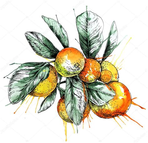 Mandarin Orange Citrus Branch With Leaves Hand Drawn Easy Editable