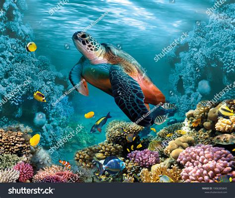 58,446 Biodiversity Ocean Images, Stock Photos & Vectors | Shutterstock