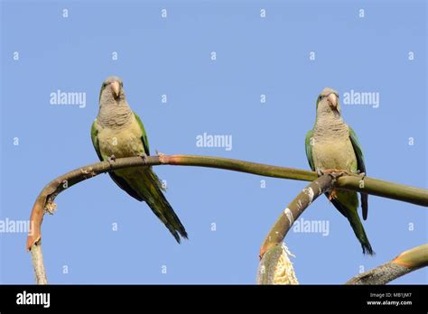 Monk Parakeet Myiopsitta Monachus Pair Hi Res Stock Photography And