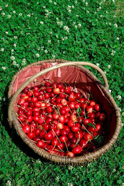 L automne la saison idéale pour planter les arbres fruitiers Mon