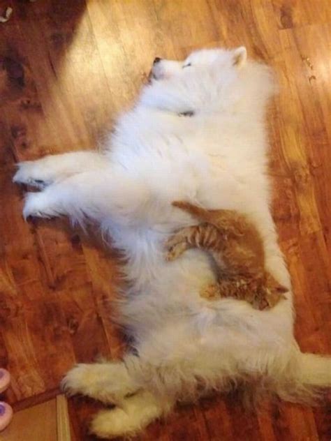 Hilarious Photos of Cats Sleeping on Dogs