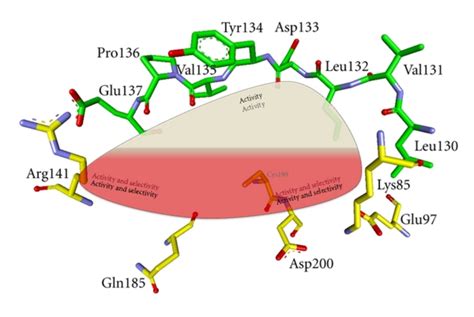 Schematic View In The Atp Binding Pocket Of Gsk 3β Important Areas For