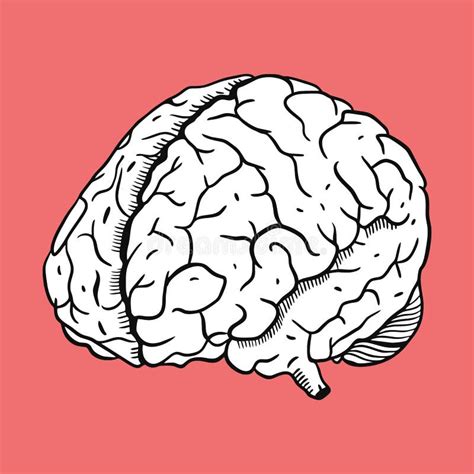 Ejemplo Del Cerebro Del Grabado Ilustraci N Drenada Mano Del Vector