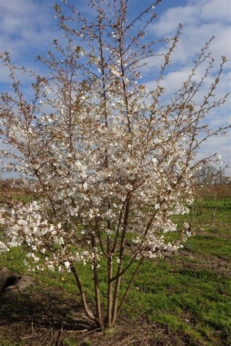 Gleditsia Triacanthos Skyline Ruud Van Den Berk