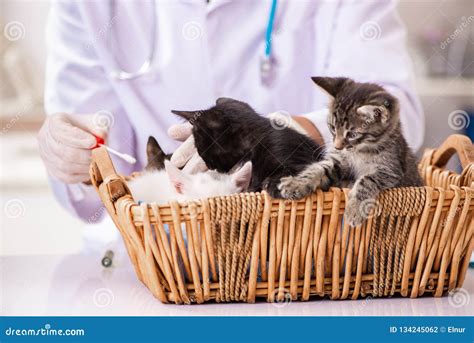 The Doctor And Assistant In Vet Clinic Checking Up Kitten Stock Photo