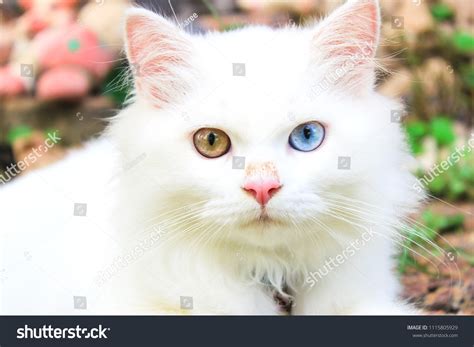 Persian Blue Eyes