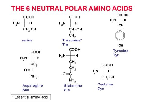 aminoacids 千图网