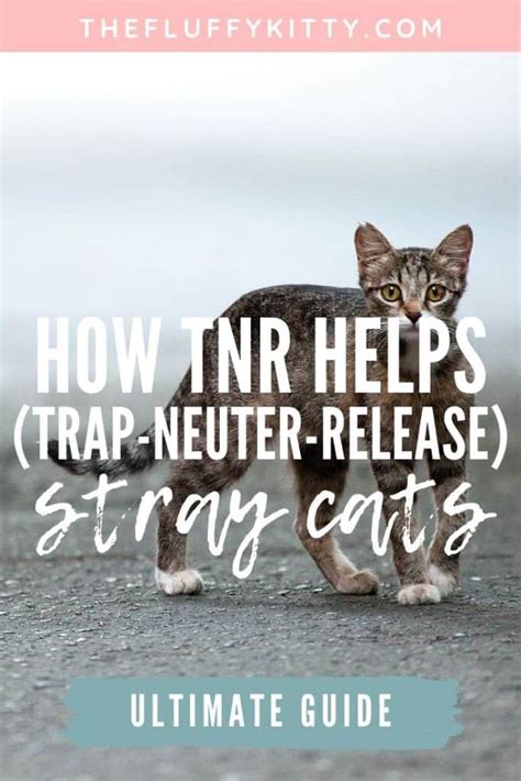 How Trap Neuter Release (TNR) Helps Out Stray Cats - The Fluffy Kitty