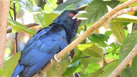 Asian Koel Bird Singing Sound कोयल पक्षी की ध्वनि காக்கா ஒலி Male