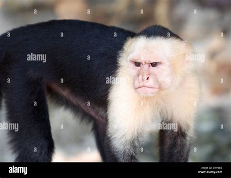 Capuchin Wild Hi Res Stock Photography And Images Alamy