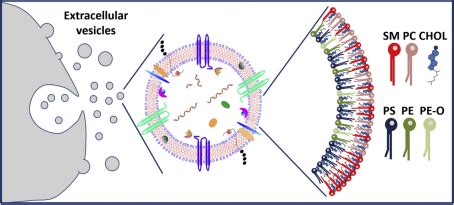 Exosome Lipidomics Lifeasible