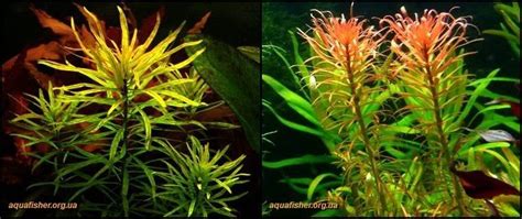 Идентификация: Людвигия инклината — Ludwigia inclinata | Любителям ...