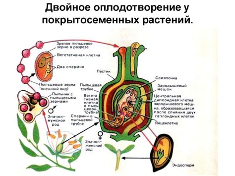 Условия прорастания семян - презентация онлайн