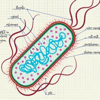 Vibrio Cholerae Bacteria Structure