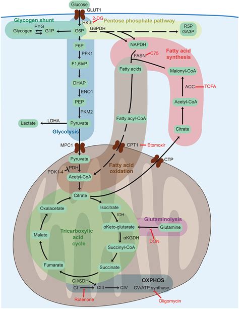 Cellular Metabolism Networks Glucose Is Imported From The Download Scientific Diagram